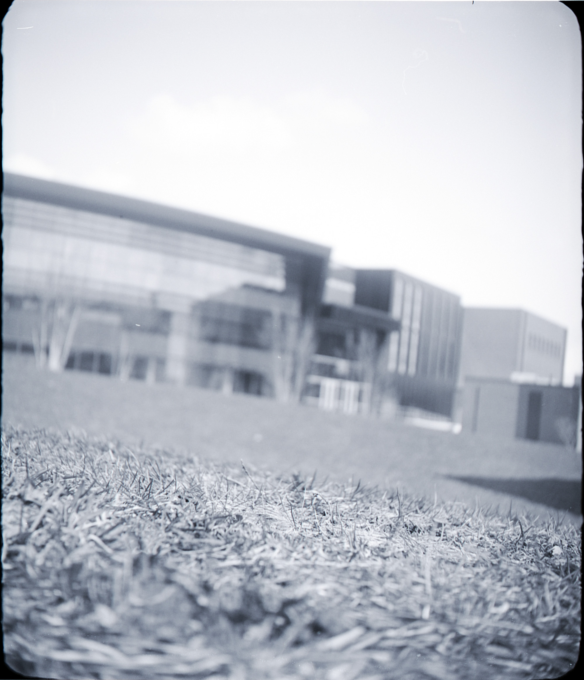 a black and white photo of grass in front of a very modern glass and steel building. only a small portion of the grass is in focus; everything else is blurry