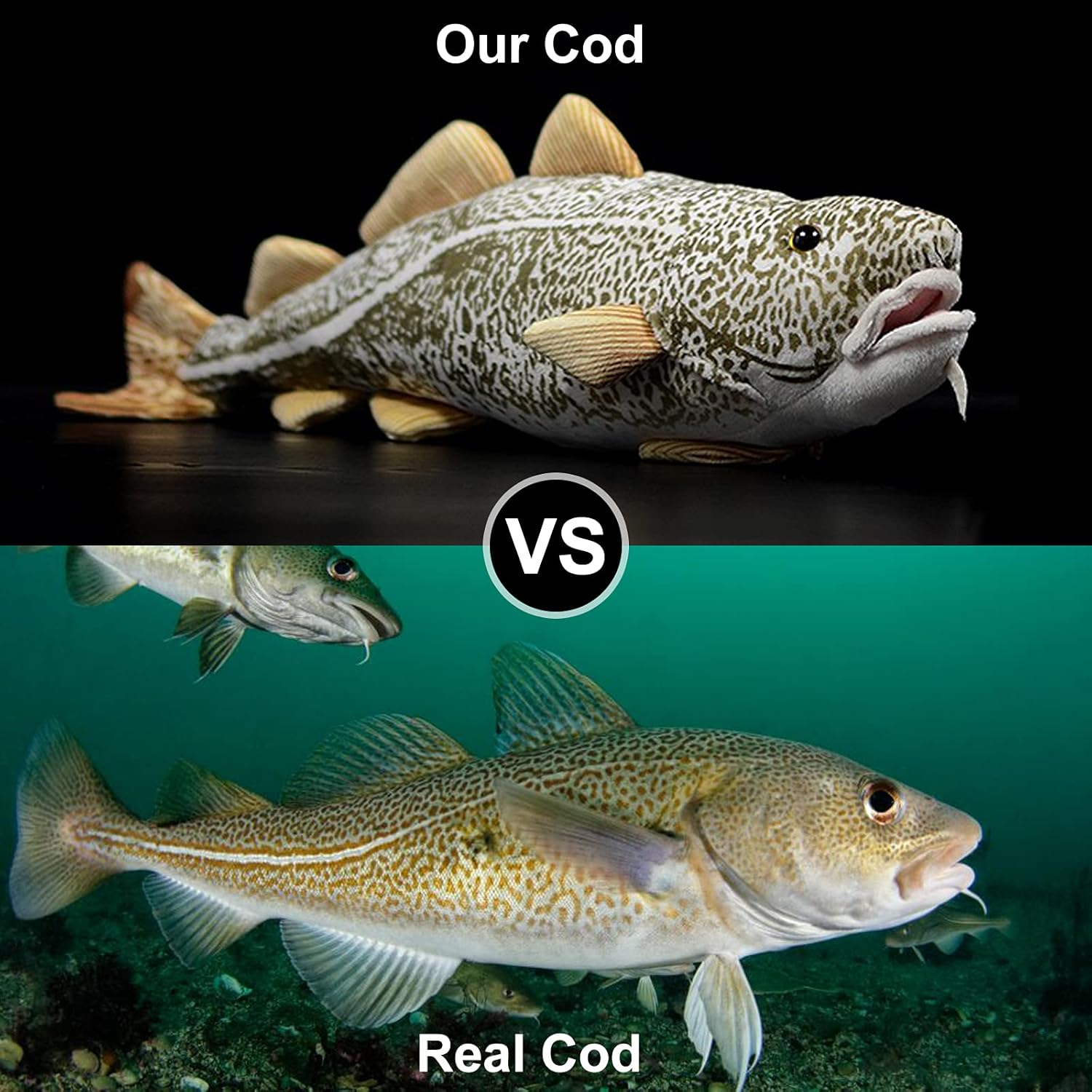 a picture of a plush codfish captioned 'our cod' and a picture of a real codfish captioned 'real cod'